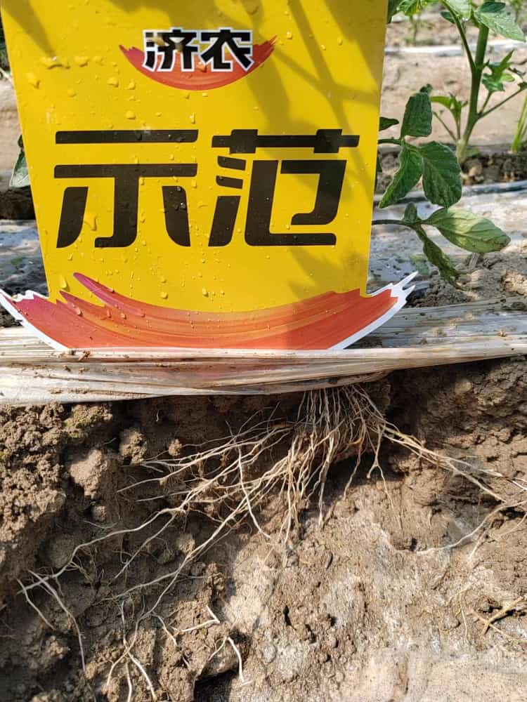 新疆伊犁西红柿使用济农乐土根系爆发式生长(图3)