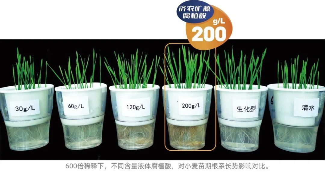 Jinong humic acid helps Henan wheat increase yield by nearly 30% per mu(图5)