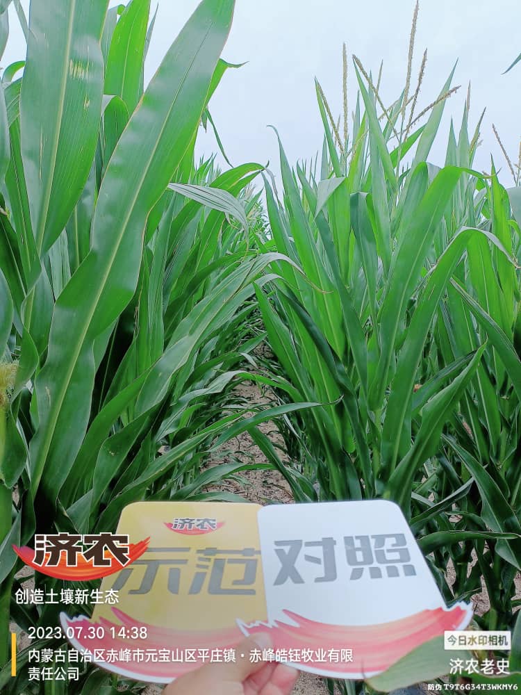 内蒙古玉米使用济农乐土拌口肥（速效肥）的效果(图2)
