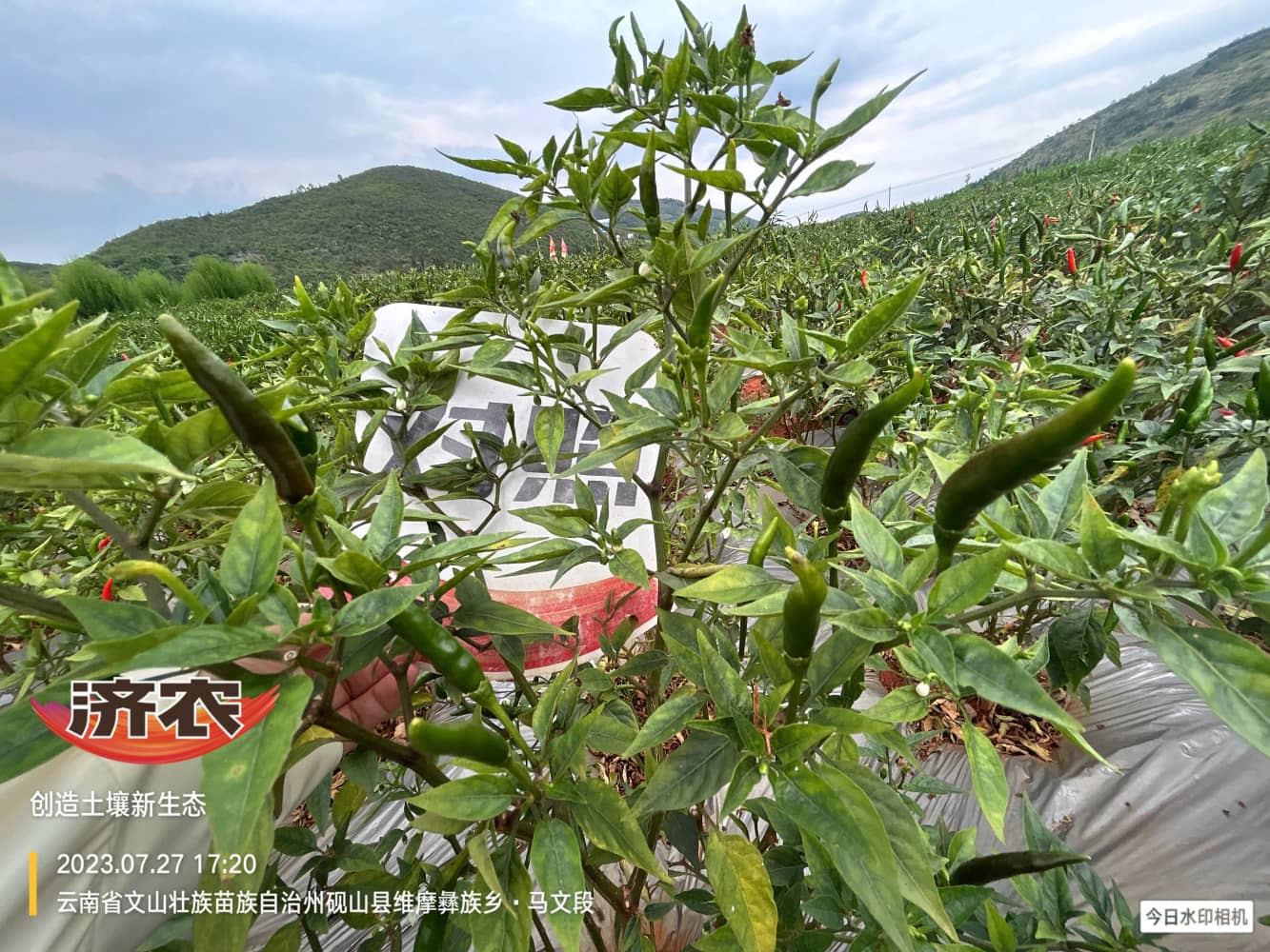 文山辣椒使用济农乐土的效果(图5)