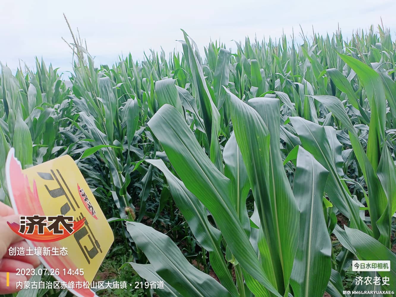 内蒙古赤峰旱作玉米使用济农乐土拌肥的效果(图2)