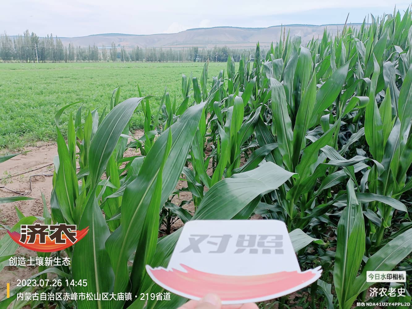 内蒙古赤峰旱作玉米使用济农乐土拌肥的效果(图4)