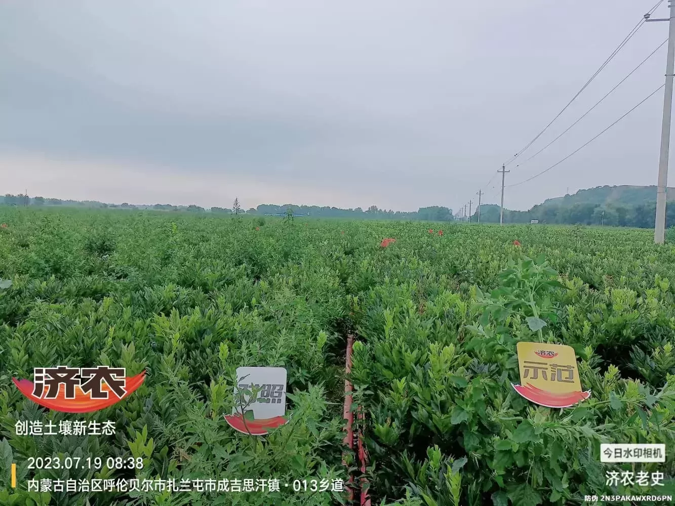 内蒙古白鲜皮使用济农方案的效果(图2)