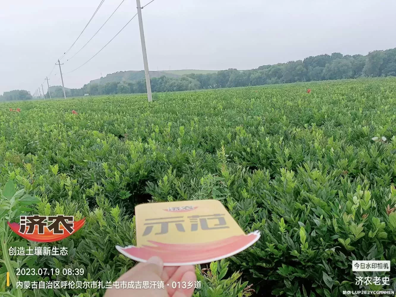 内蒙古白鲜皮使用济农方案的效果(图3)