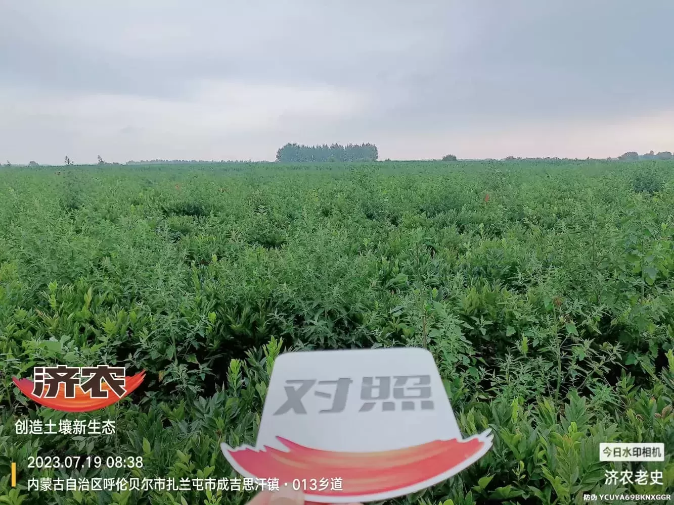 内蒙古白鲜皮使用济农方案的效果(图4)