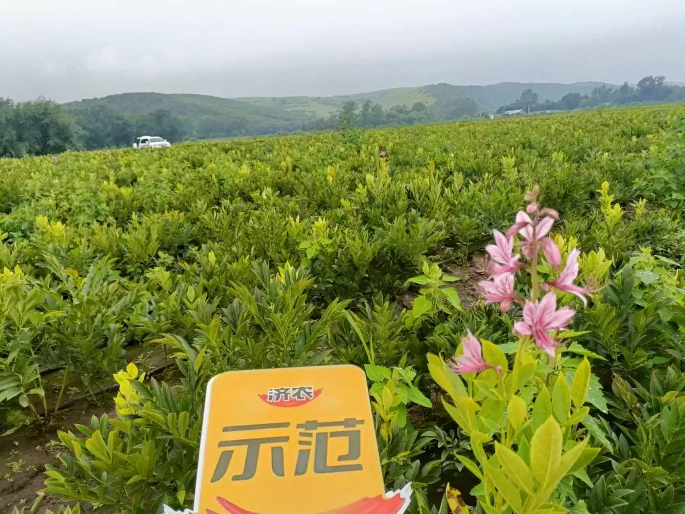 内蒙古白鲜皮使用济农方案的效果(图5)
