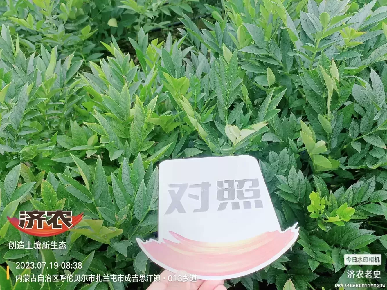 内蒙古白鲜皮使用济农方案的效果(图8)
