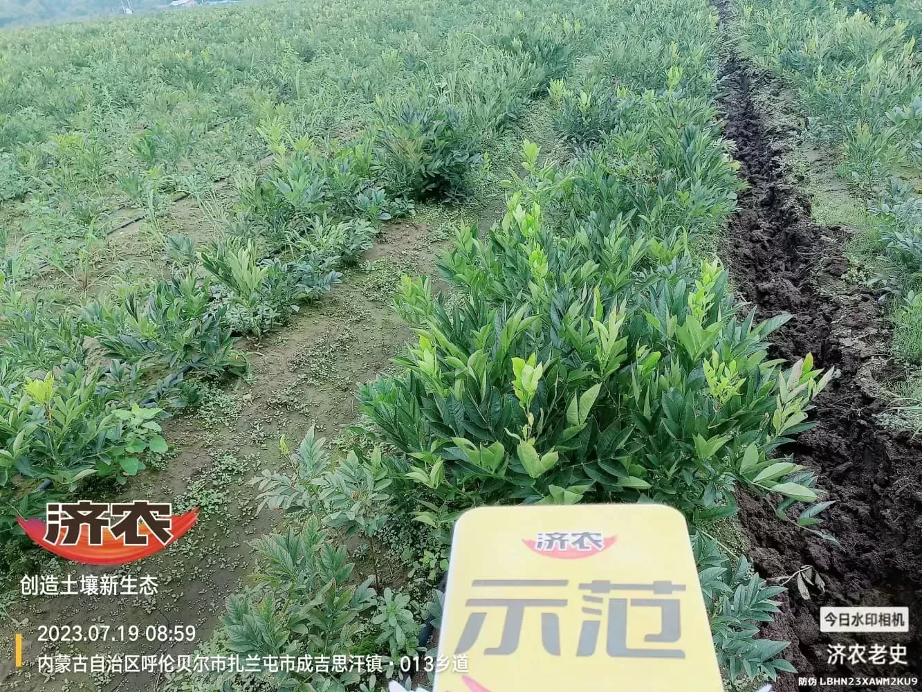 内蒙古白鲜皮使用济农方案的效果(图6)