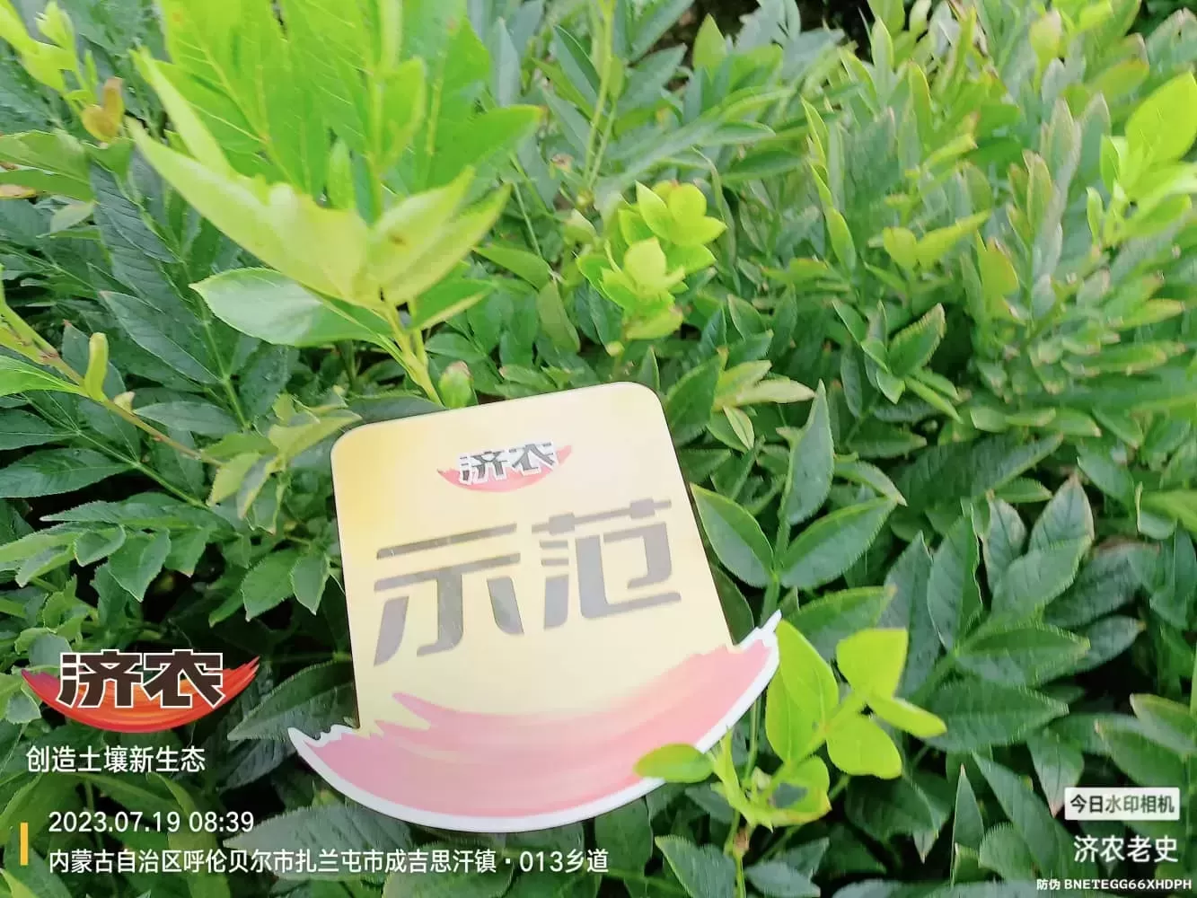 内蒙古白鲜皮使用济农方案的效果(图7)