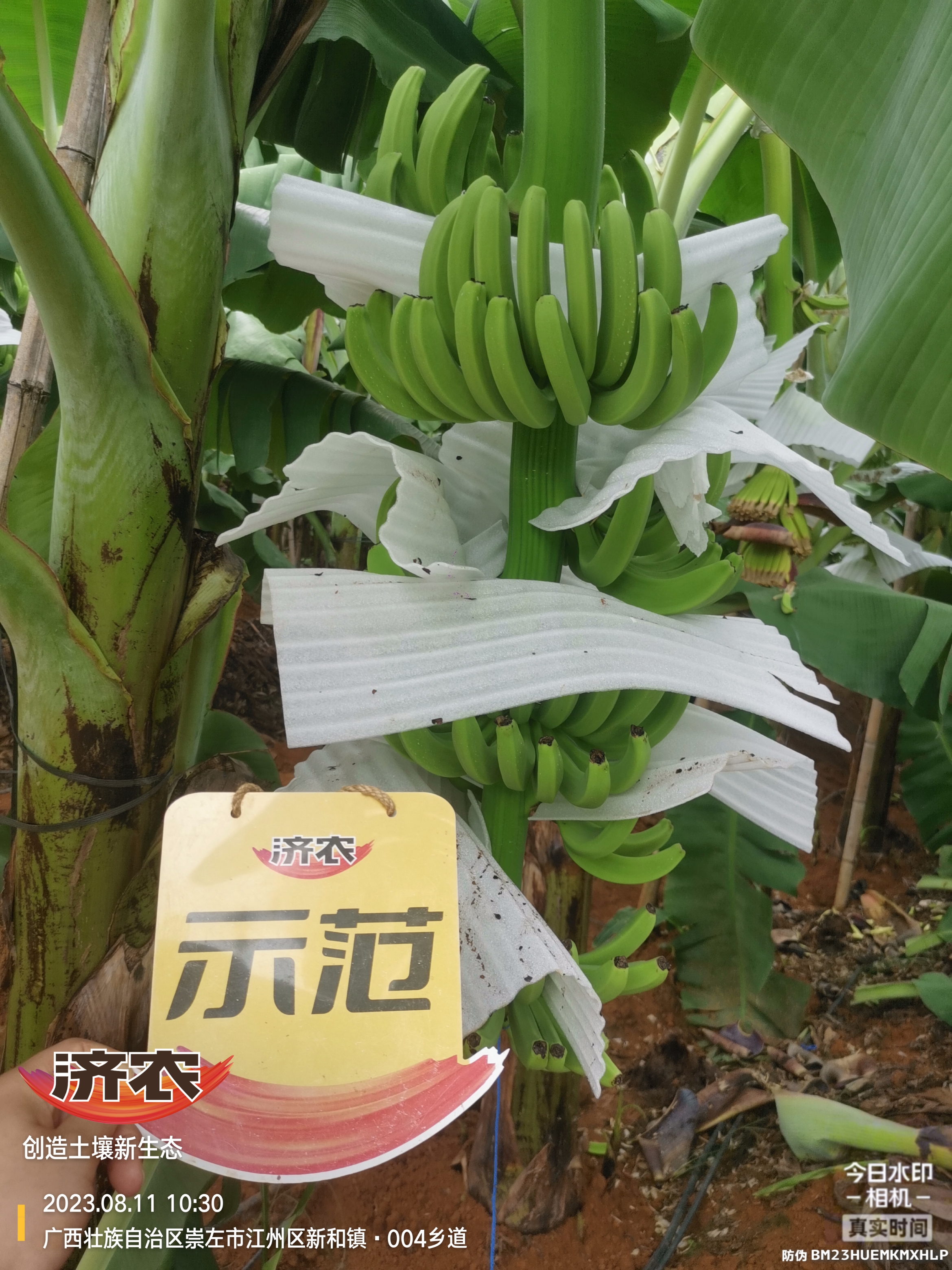 广西省崇左市香蕉使用济农乐土的效果(图1)