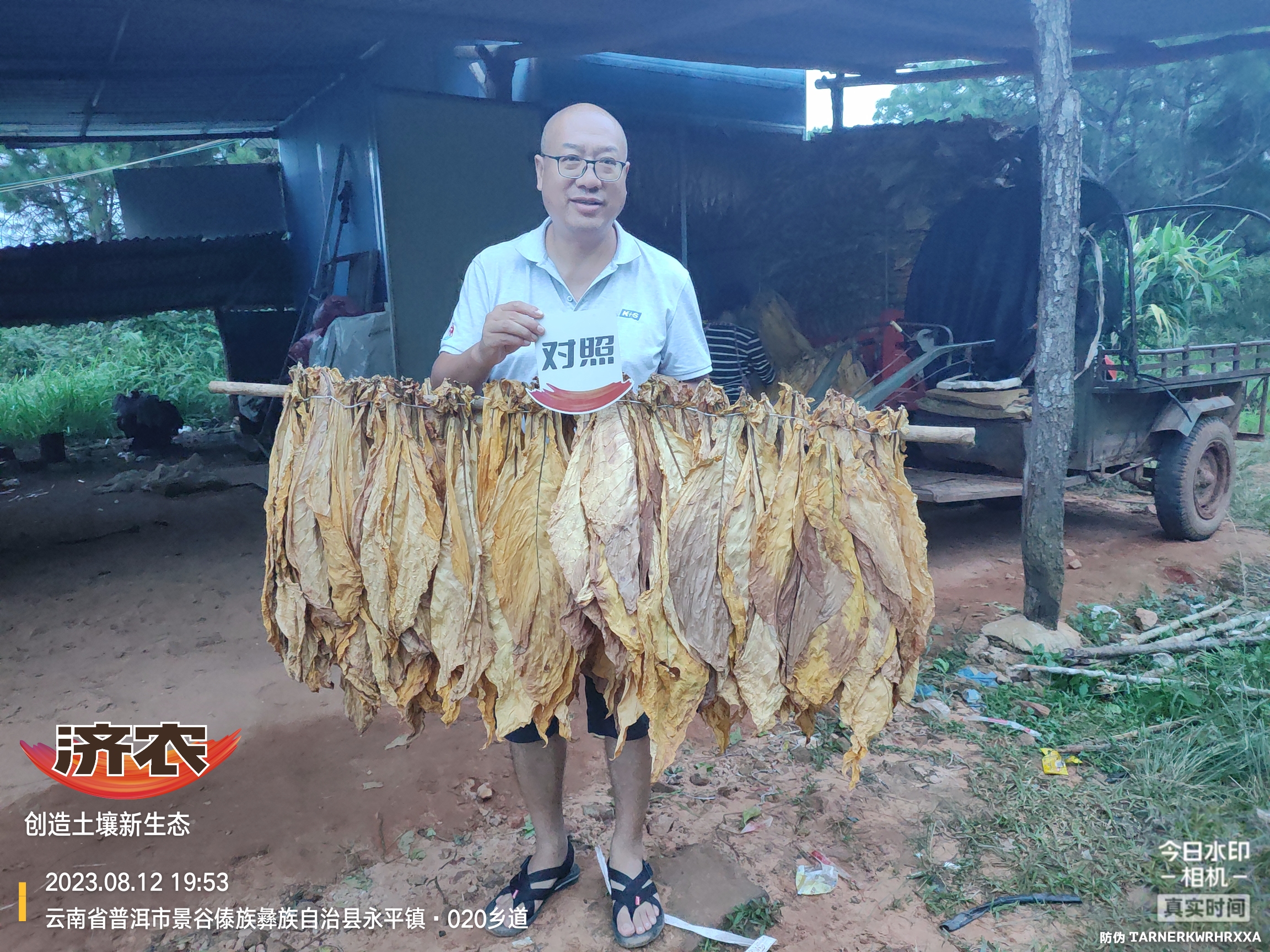 云南普洱烤烟使用济农含腐植酸水溶肥的效果(图3)