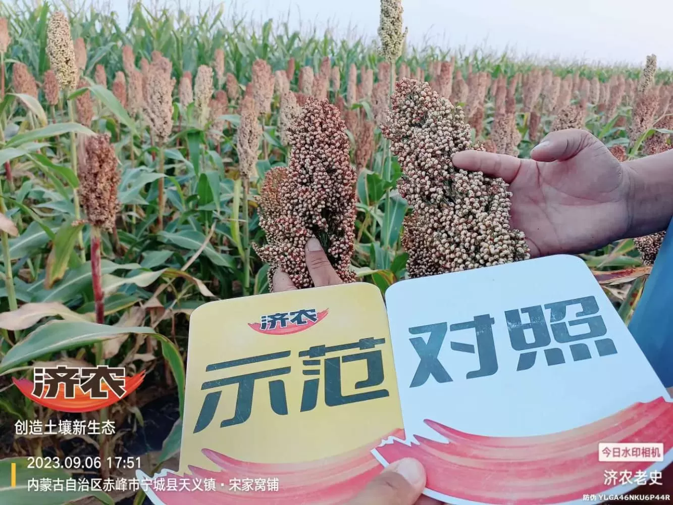 内蒙古赤峰山坡高粱使用济农乐土拌口肥的效果(图5)