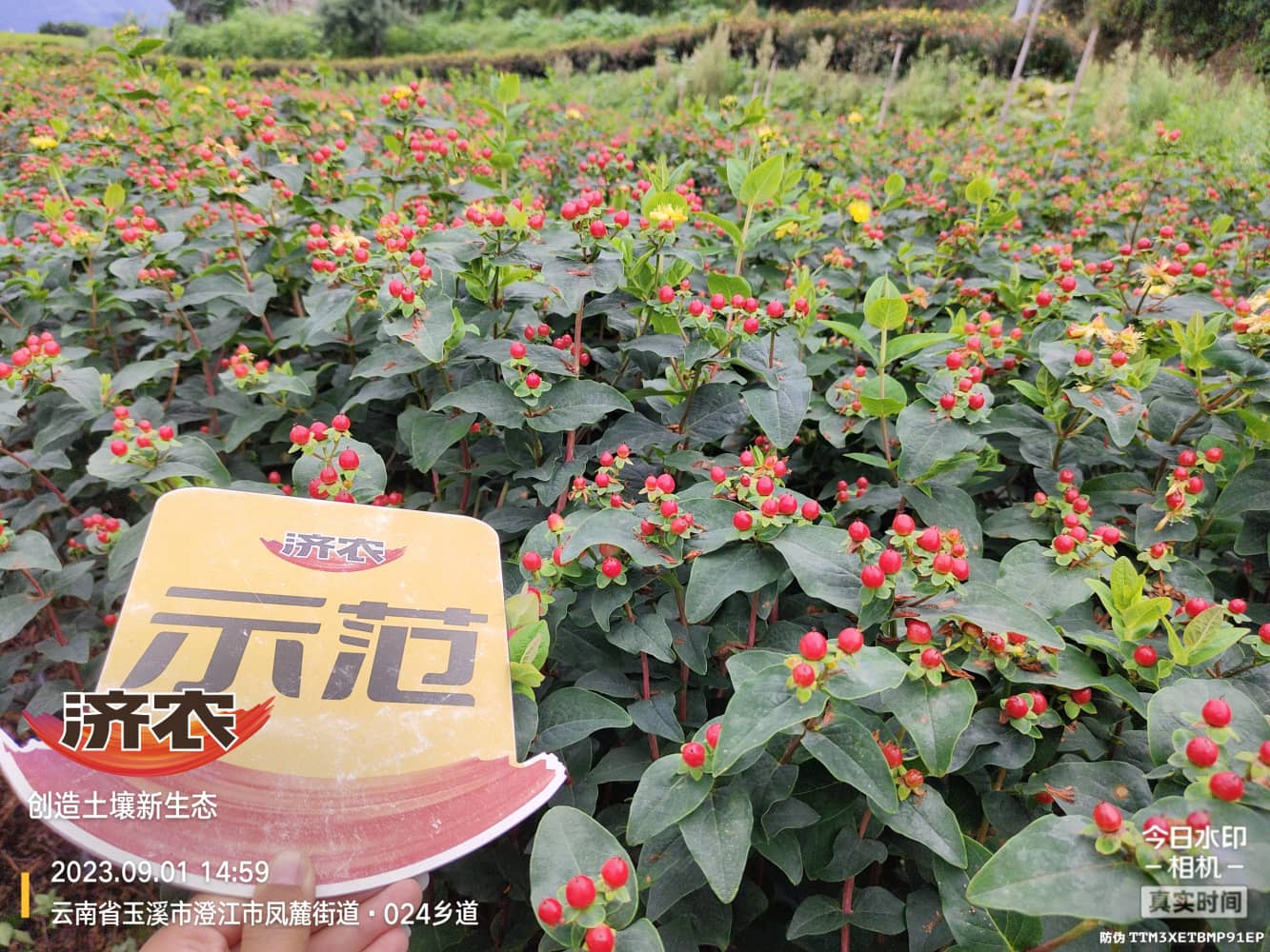 The effect of using Yunnan Dragon Ball during the budding stage to achieve perfect harvest(图3)