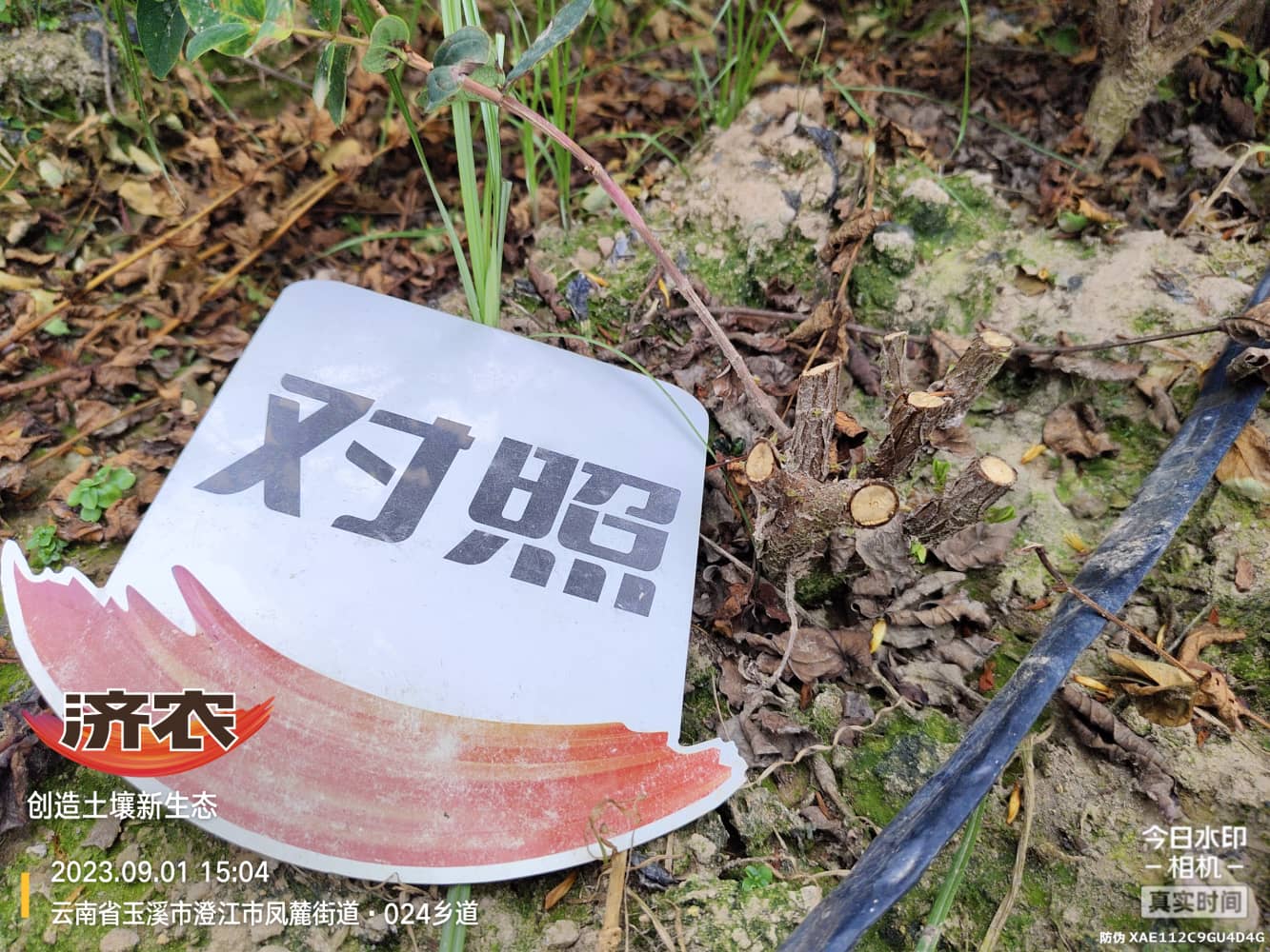 The effect of using Yunnan Dragon Ball during the budding stage to achieve perfect harvest(图8)