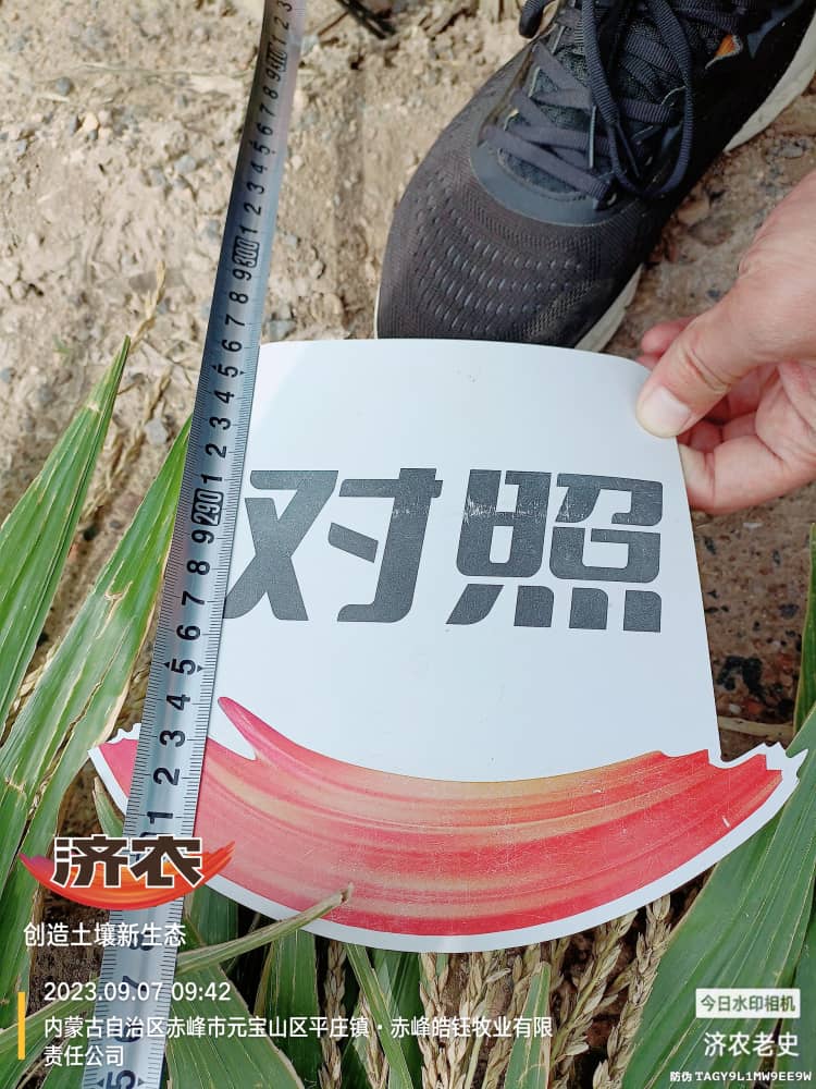 内蒙古赤峰玉米使用济农乐土拌底肥的测产结果(图3)