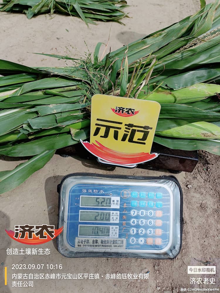 Yield measurement results of using Jinongle soil mixed with base fertilizer for corn in Chifeng, Inner Mongolia(图4)