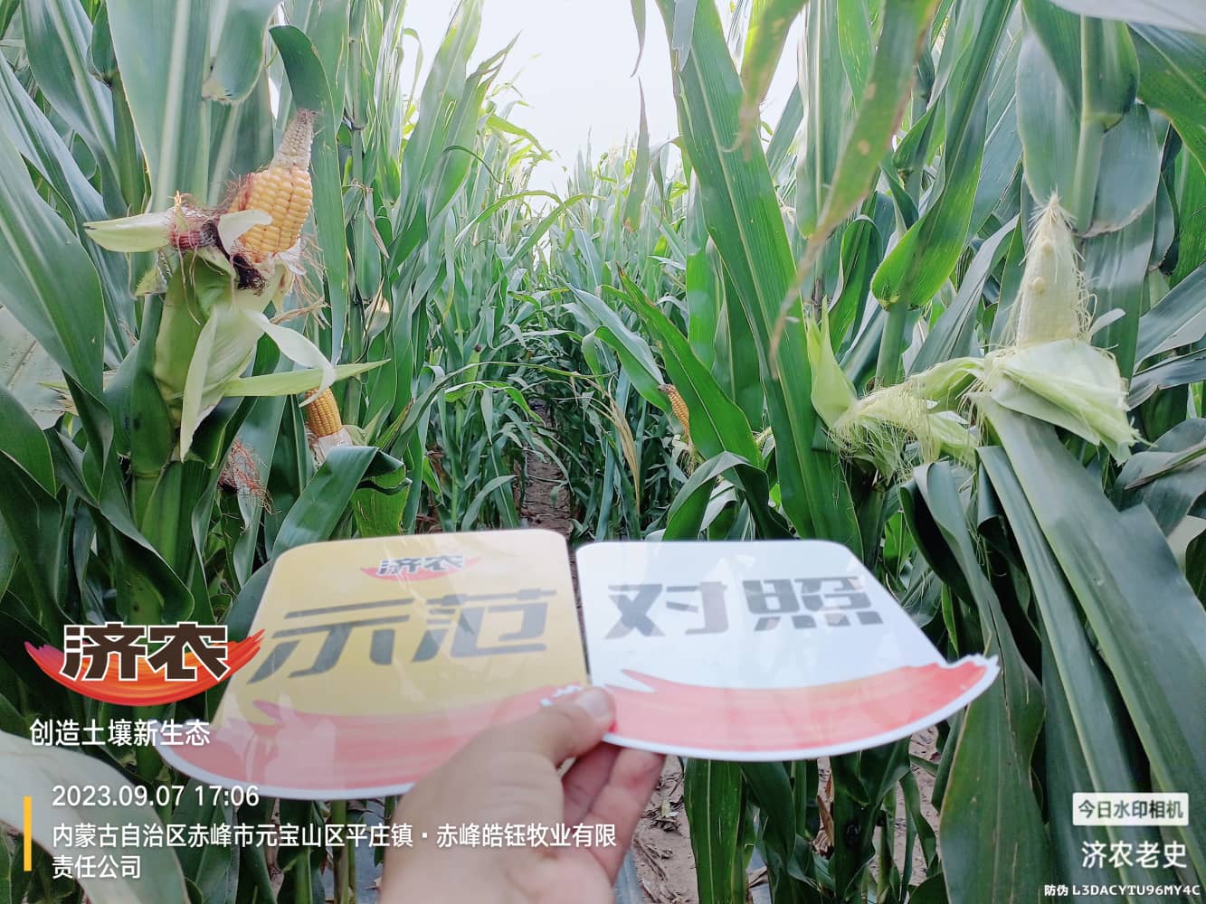 内蒙古赤峰玉米使用济农乐土拌底肥的测产结果(图6)