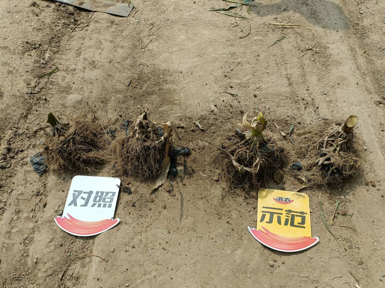 内蒙古赤峰玉米使用济农乐土拌底肥的测产结果(图7)