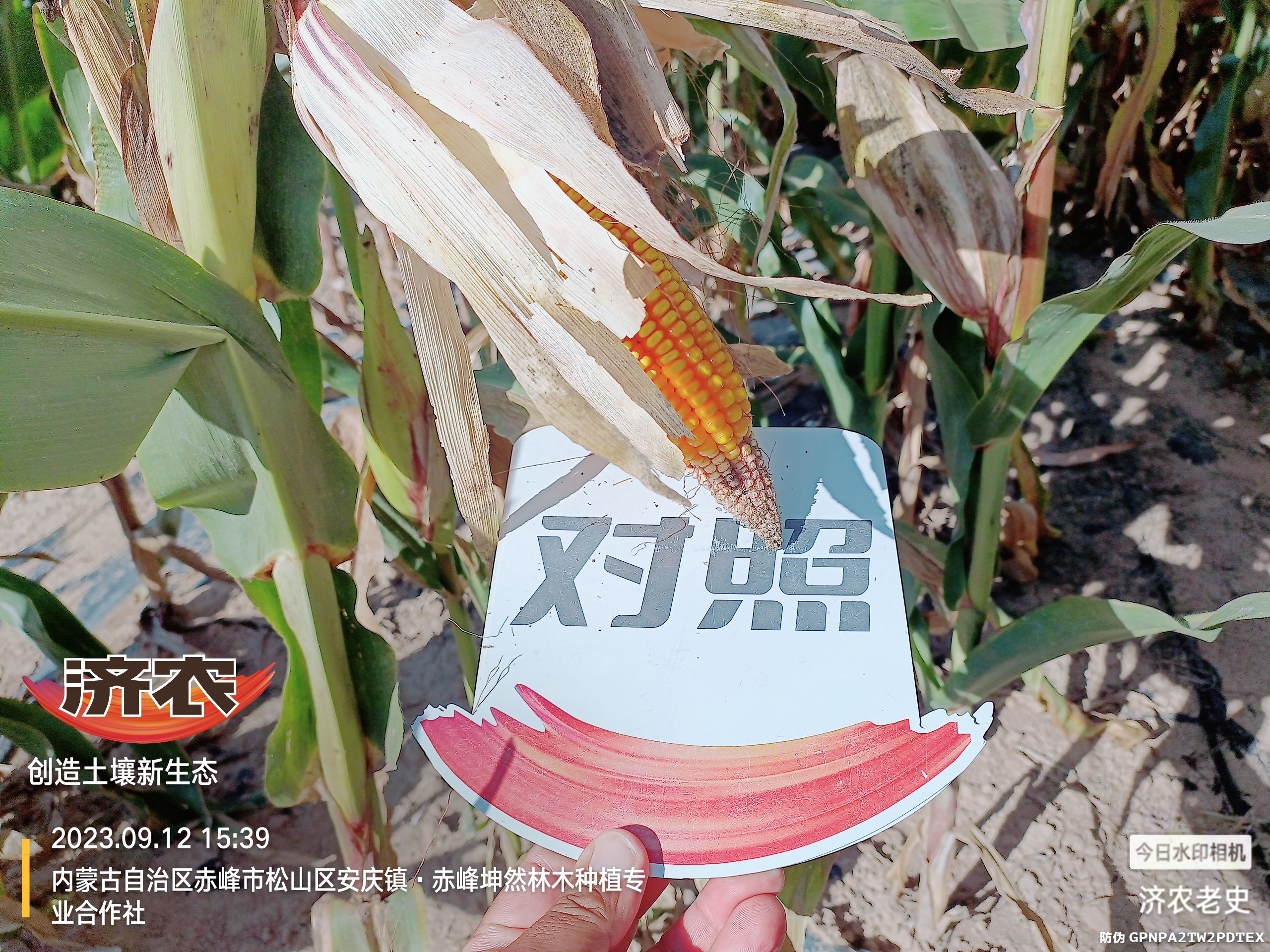 内蒙古玉米使用济农乐土的效果(图4)