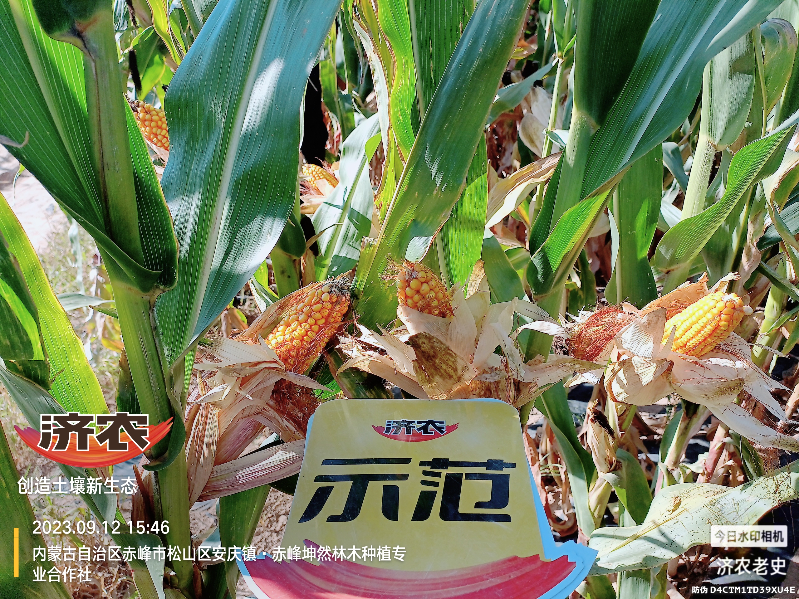 内蒙古玉米使用济农乐土的效果(图7)