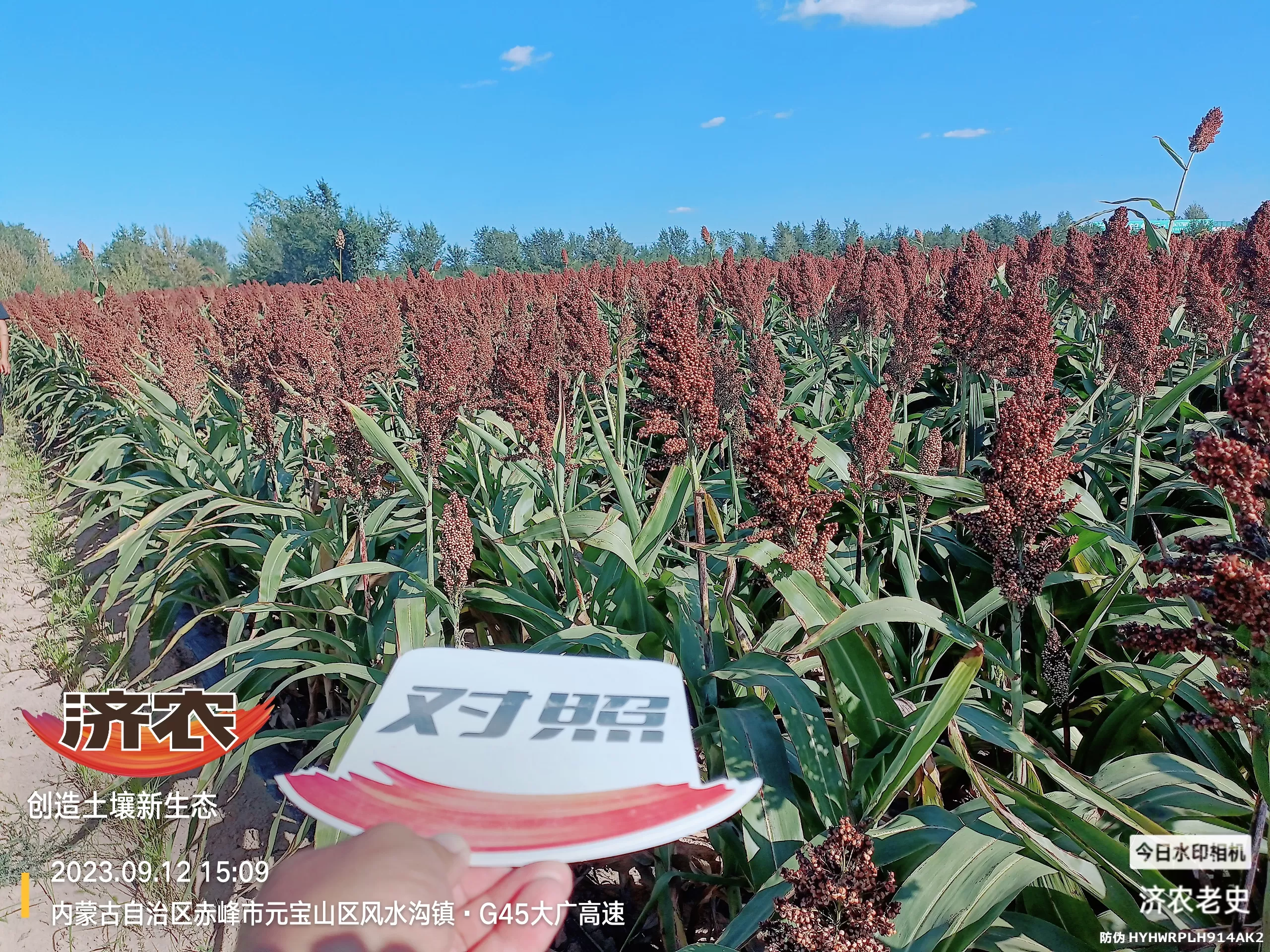 内蒙古高粱使用济农乐土冲施的效果(图1)