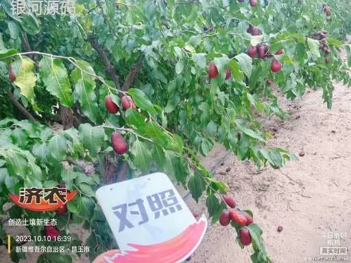 新疆骏枣使用济农乐土的效果(图8)