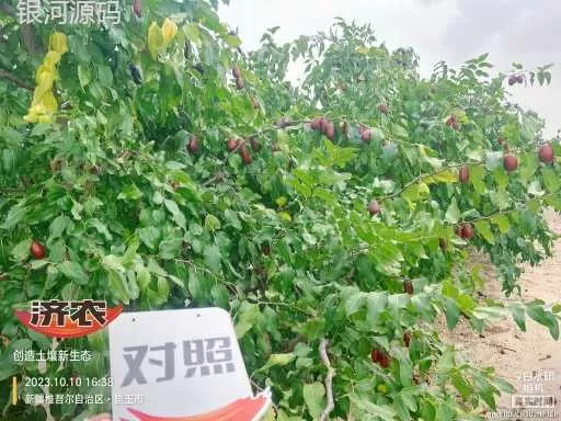 新疆骏枣使用济农乐土的效果(图6)