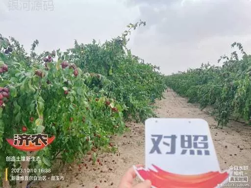 新疆骏枣使用济农乐土的效果(图2)