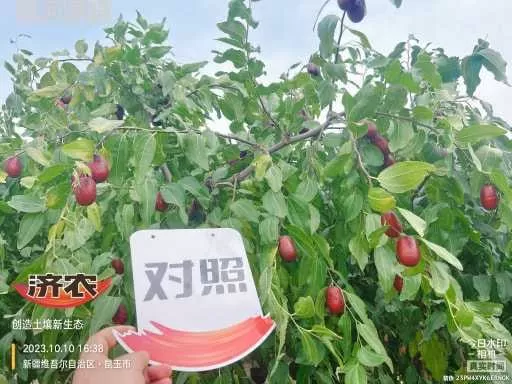 新疆骏枣使用济农乐土的效果(图4)