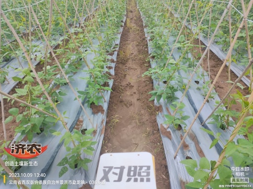 云南西双版纳豇豆使用济农产品灌根的效果(图2)