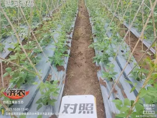 云南西双版纳豇豆使用济农产品灌根的效果(图2)