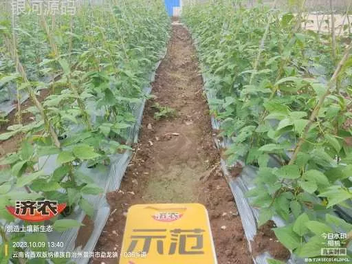 云南西双版纳豇豆使用济农产品灌根的效果(图1)