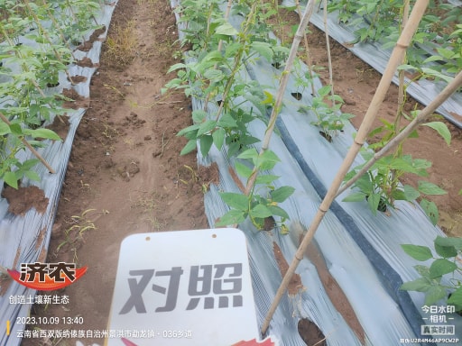 云南西双版纳豇豆使用济农产品灌根的效果(图4)