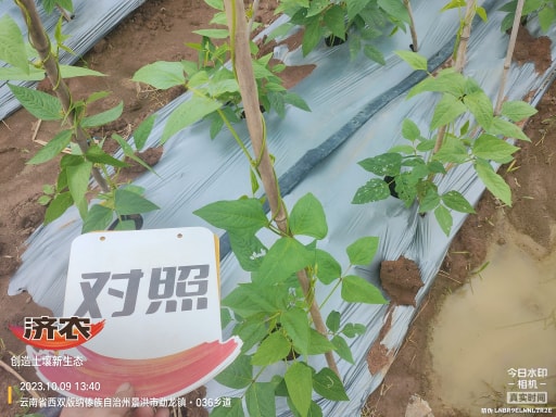 云南西双版纳豇豆使用济农产品灌根的效果(图6)