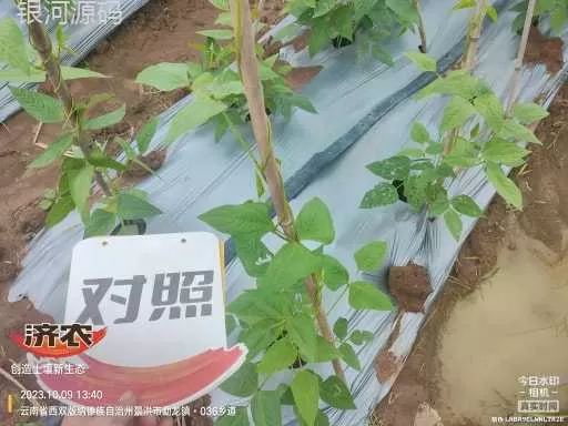 云南西双版纳豇豆使用济农产品灌根的效果(图6)