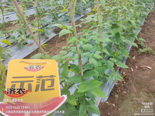 云南西双版纳豇豆使用济农产品灌根的效果(图3)