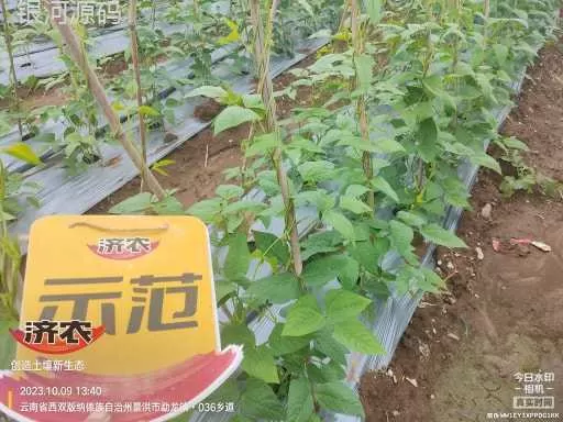 云南西双版纳豇豆使用济农产品灌根的效果(图3)