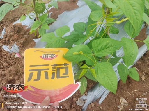 云南西双版纳豇豆使用济农产品灌根的效果(图5)