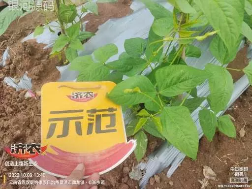 云南西双版纳豇豆使用济农产品灌根的效果(图5)
