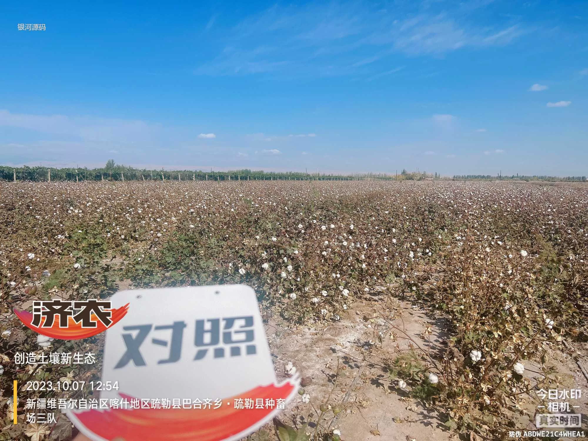 新疆棉花使用济农乐土的效果(图2)