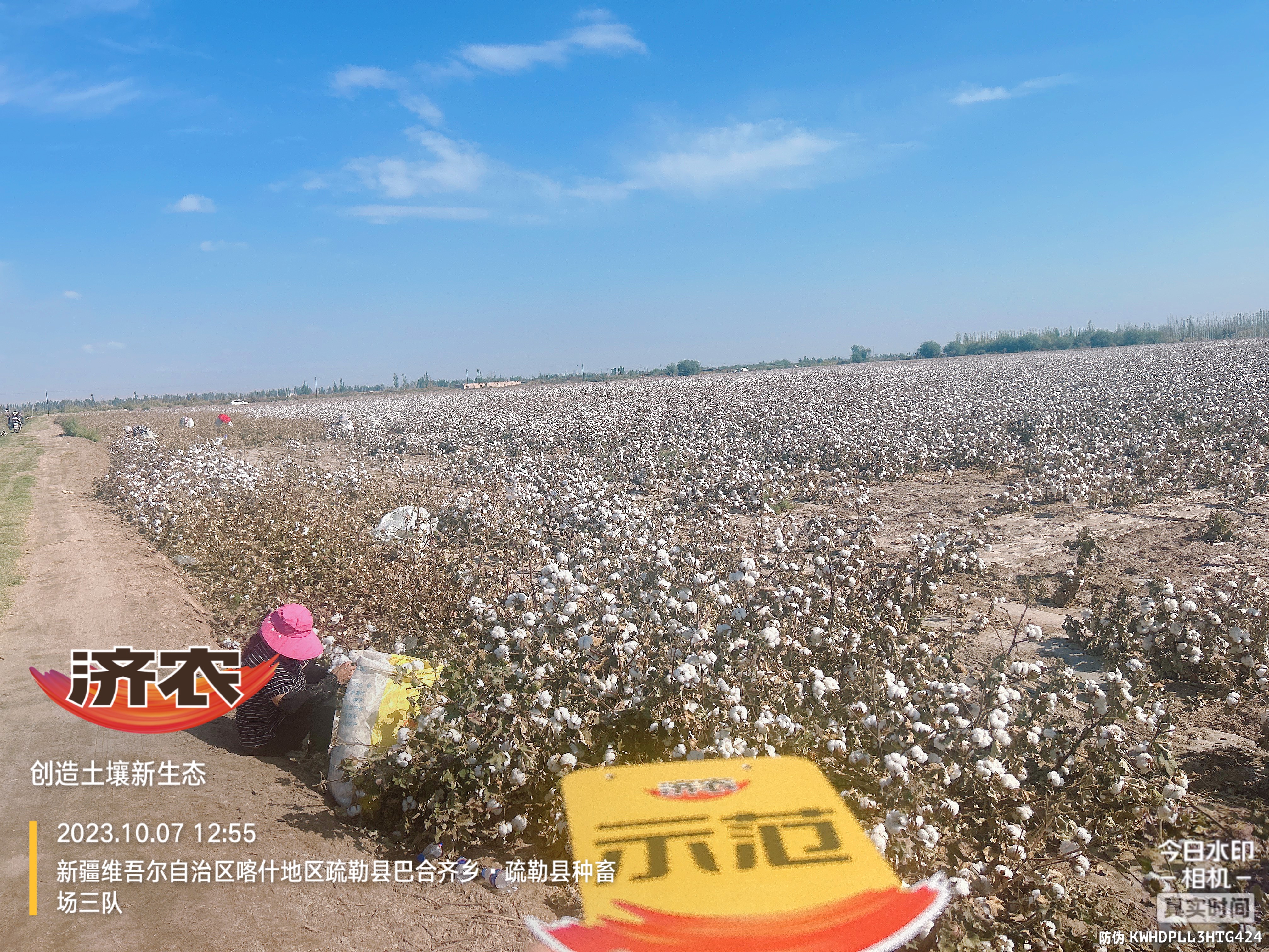 新疆棉花使用济农乐土的效果(图1)
