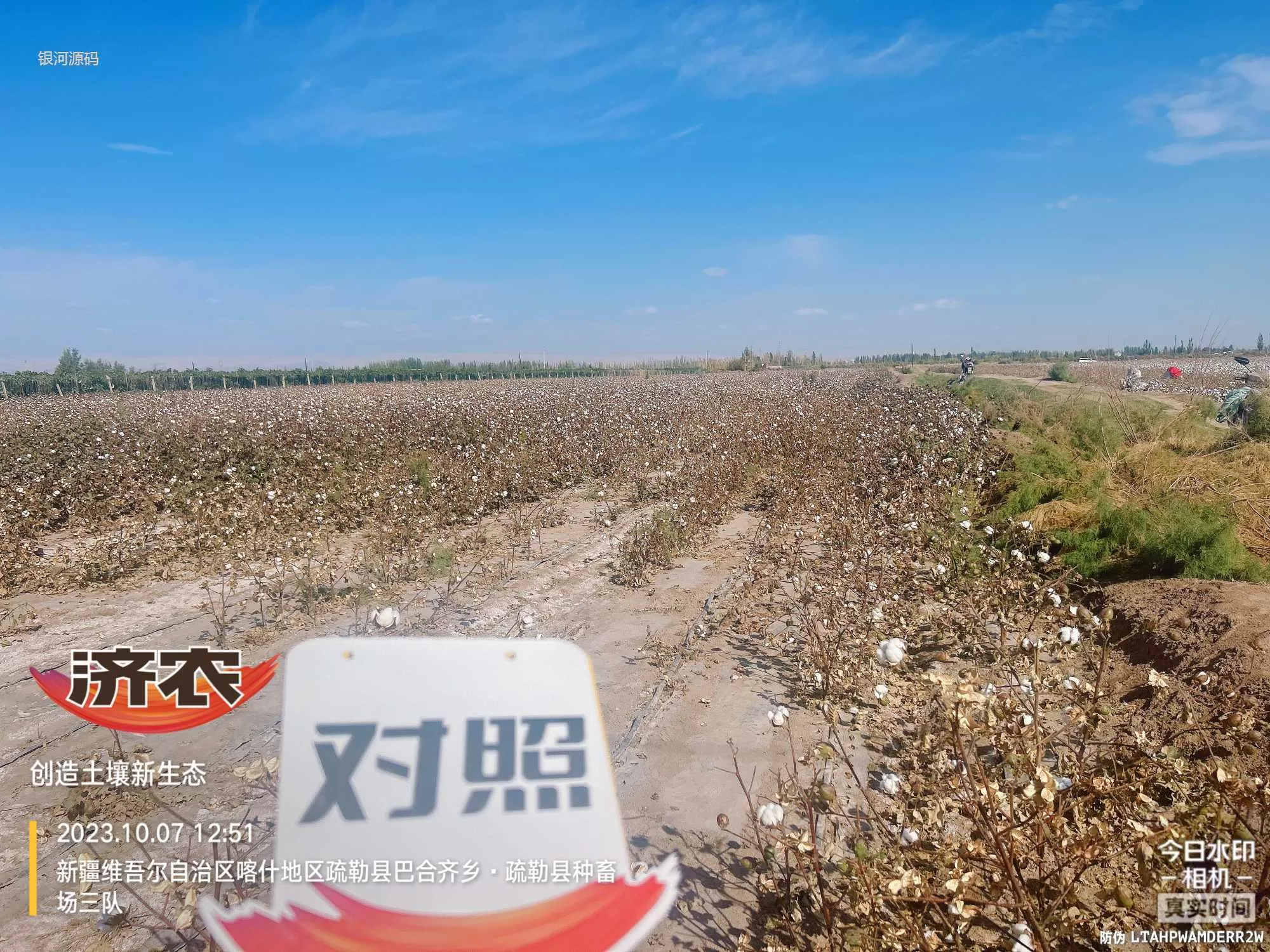 新疆棉花使用济农乐土的效果(图4)