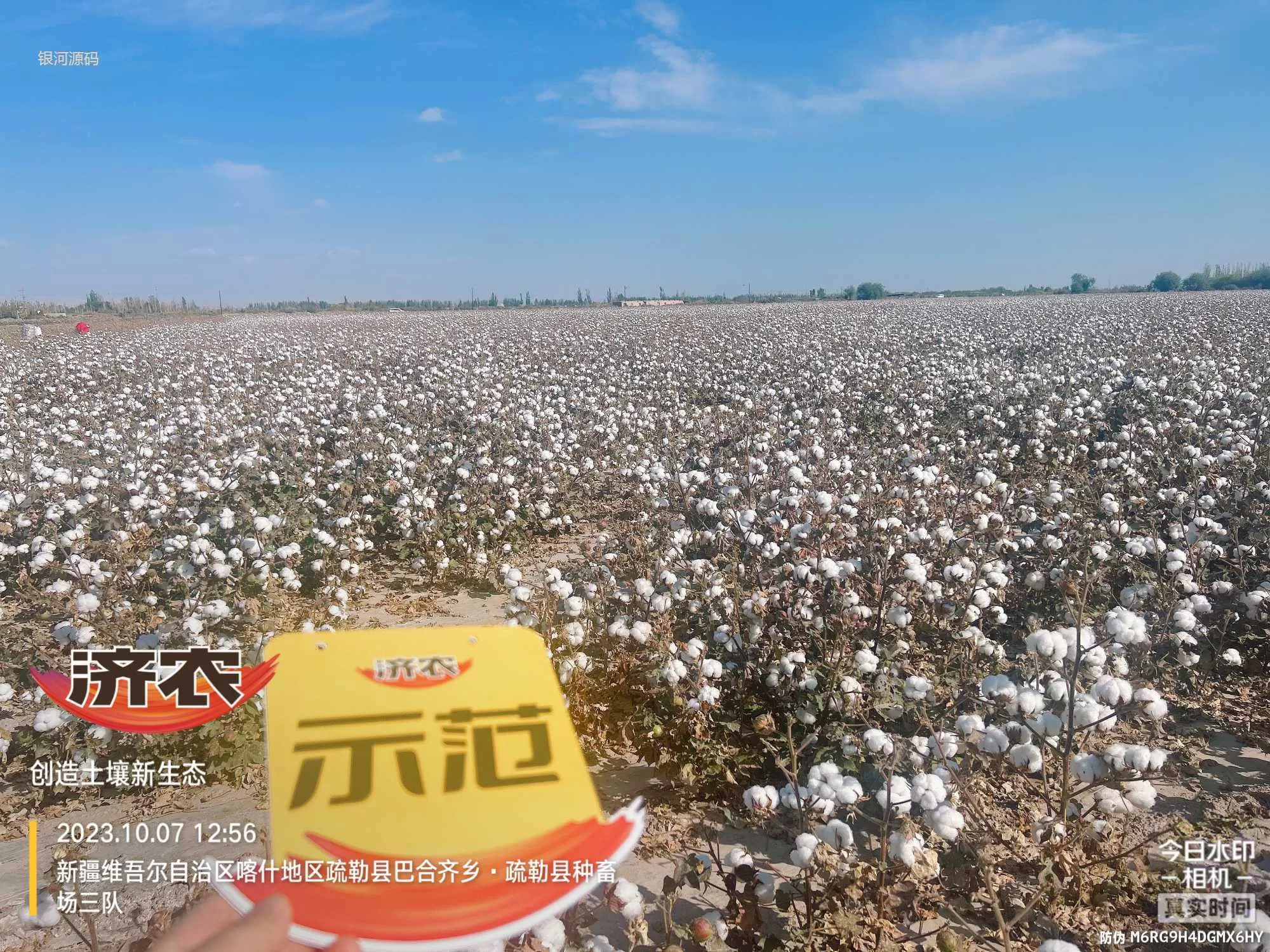 新疆棉花使用济农乐土的效果(图3)