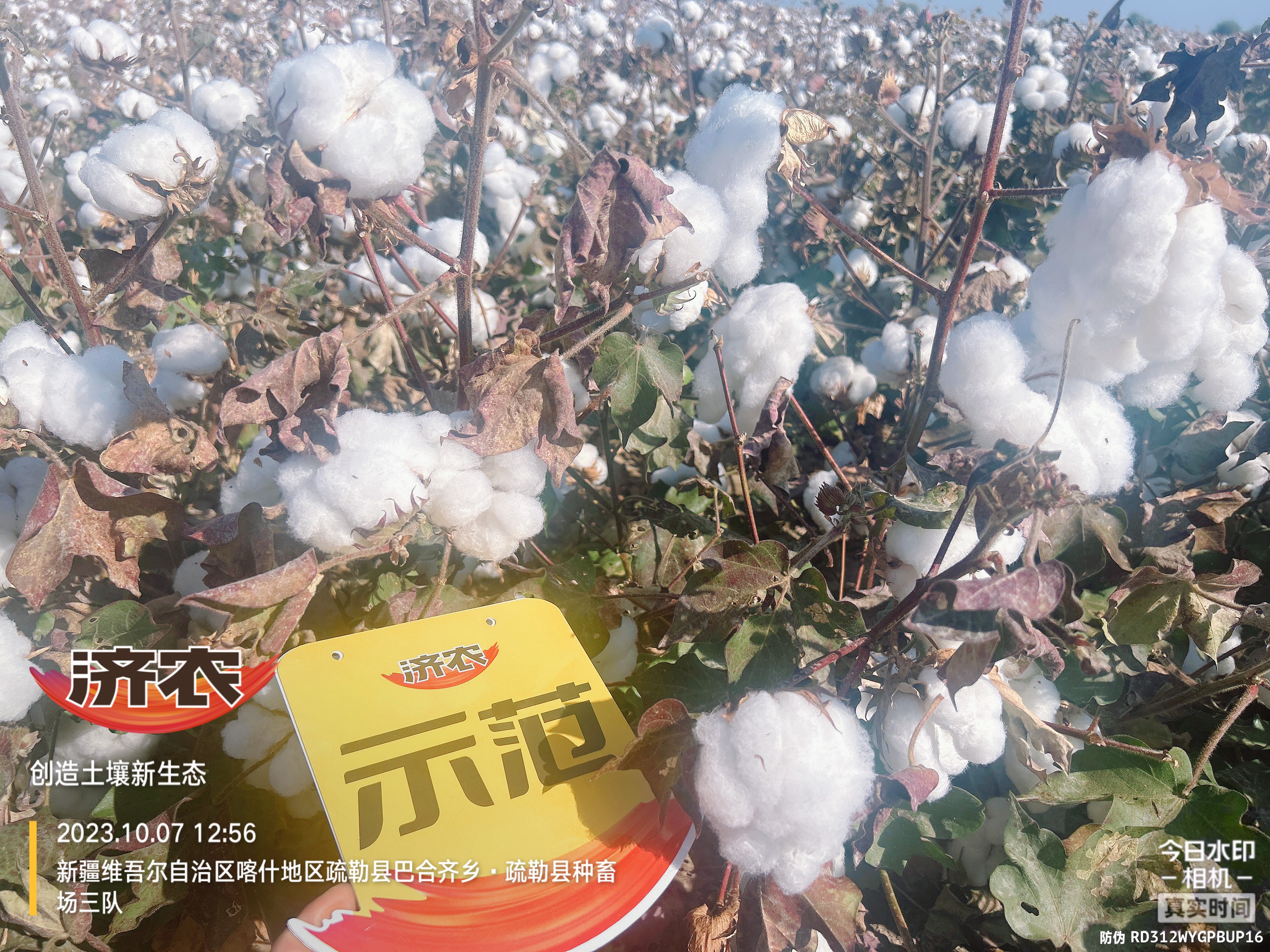 新疆棉花使用济农乐土的效果(图5)