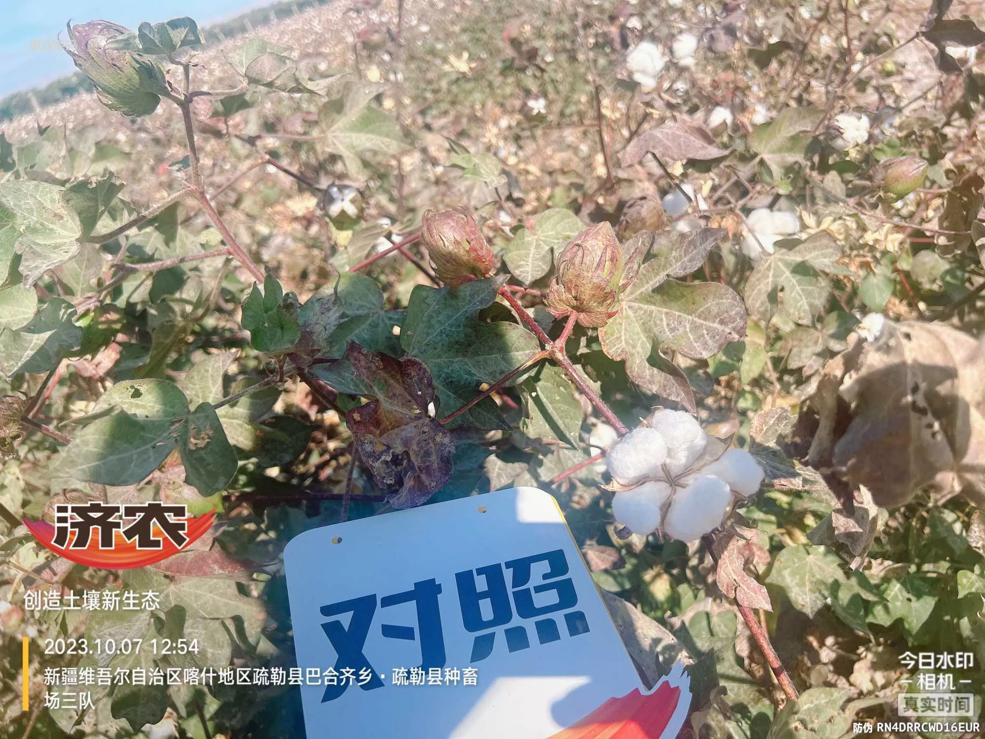 新疆棉花使用济农乐土的效果(图6)