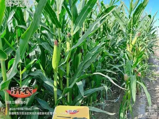新疆青储玉米使用济农乐土的效果(图3)