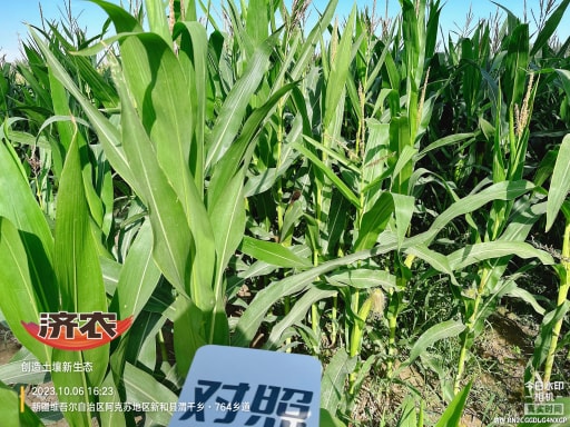新疆青储玉米使用济农乐土的效果(图2)