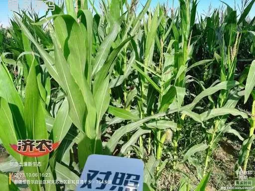 新疆青储玉米使用济农乐土的效果(图2)