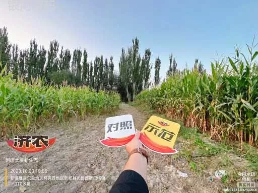 The effect of using Jinnong Letu to store corn in Xinjiang(图1)
