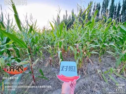 The effect of using Jinnong Letu to store corn in Xinjiang(图3)